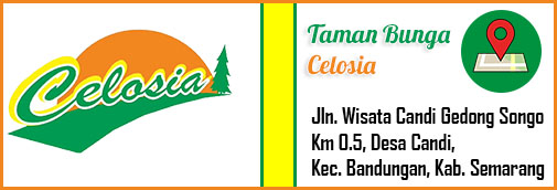 Say Hello Buat New Celosia – Taman Bunga Celosia